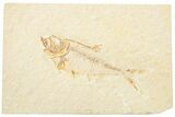 Fossil Fish (Diplomystus) - Green River Formation #217646-1